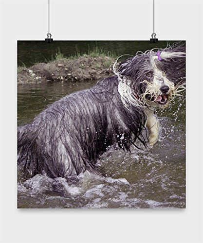 Funny Bearded Collie Poster - Playing In Water - Dog Lover Gifts - Unique Gifts Idea - Bearded Collie Lover Gift - Dogs Make Me Happy