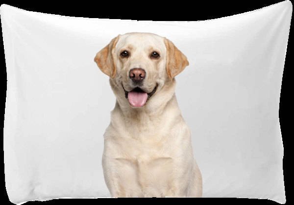 Dog pillow case: Personalized pillow case with a picture of your dog